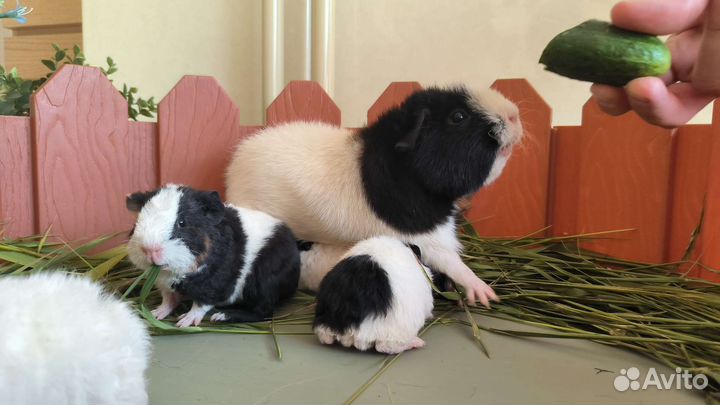 Морская свинка американский тедди