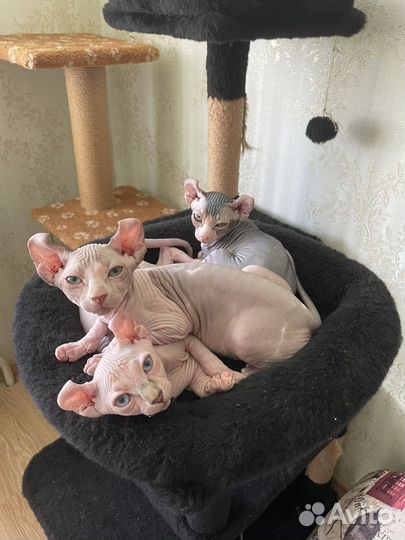 Продаются котята канадского эльфа