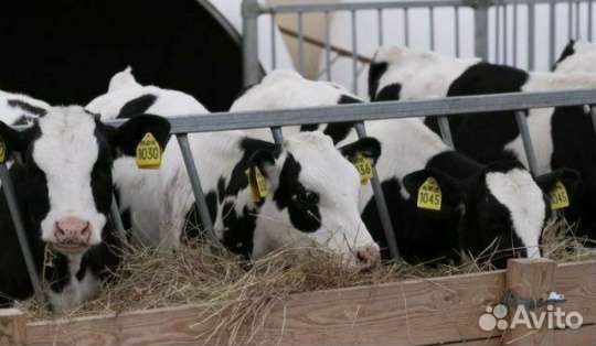 Бычки и тёлочки