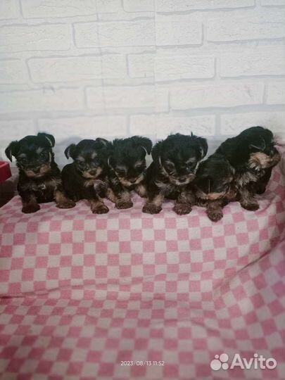 Йорки щенки