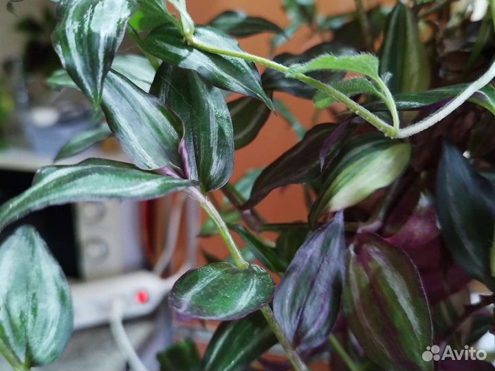 Традесканции тайская, зебрина, белый холм