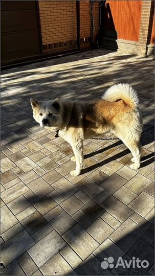 Тротуарная плитка, доставка от 120 м2