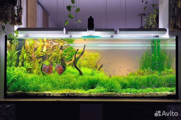 Красивые аквариумные растения с доставкой