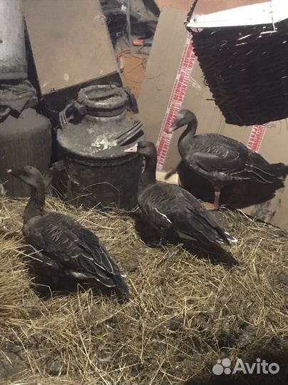 Белолобый гусь