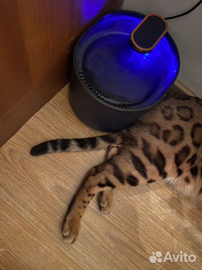 Поилка для кошек собак