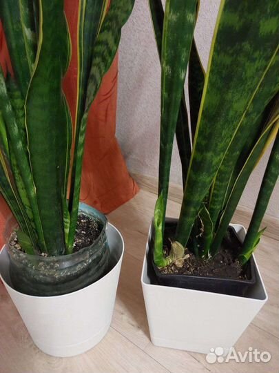 Сансевиерия классическая зеленая