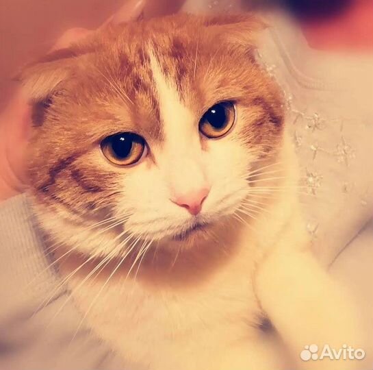 Вязка / случка