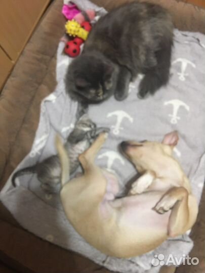 Кошки в добрые руки бесплатно