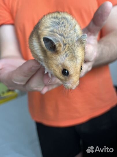 Сирийский хомяк мальчик