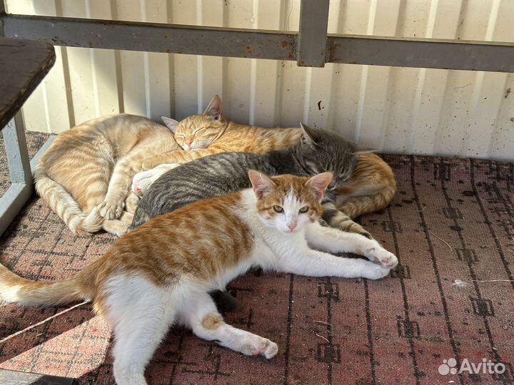 Котята в добрые руки