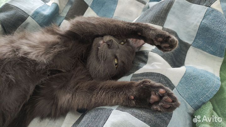 Передержка домашних животных