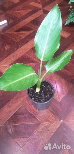 Отросток рег