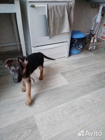 Немецкая овчарка