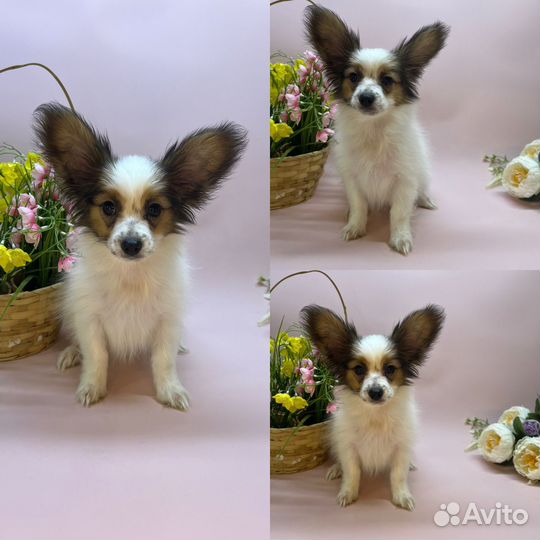 Папийон готов к переезду