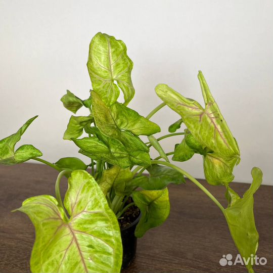 Сингониум микс (d10)