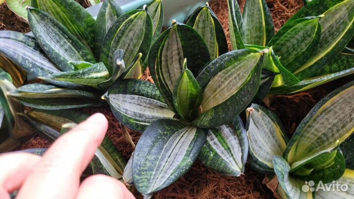 Сансевиерия сортовая