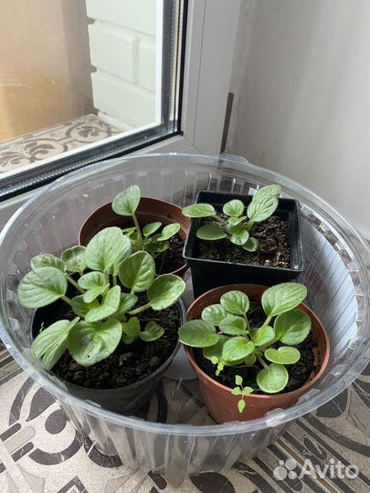 Фиалка (сенполия) махровая