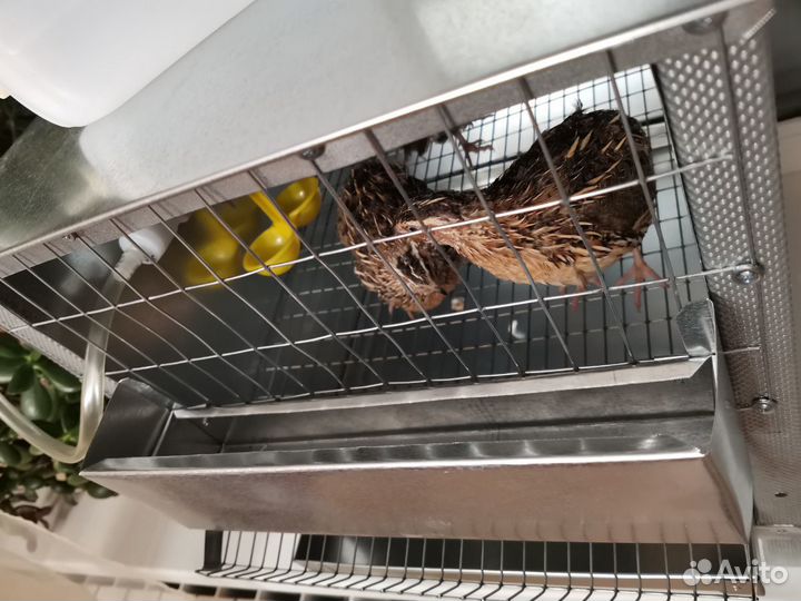 Клетка с птицами-перепелочками под ключ