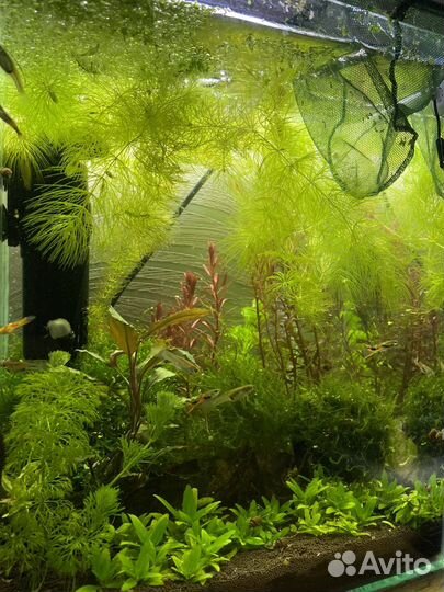 Аквариум травник,готовый