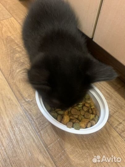 Черный и трехцветный котенок