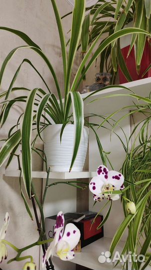 Хлорофитум