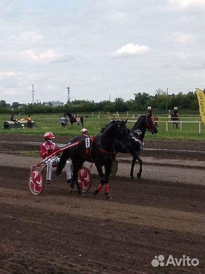 Жеребец орловский рысак