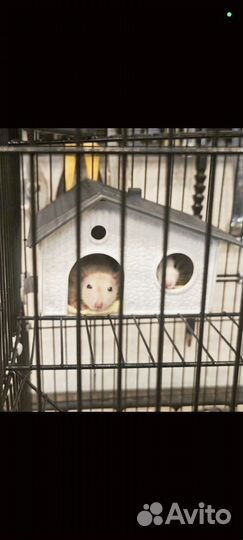 Крыса дамбо бесплатно