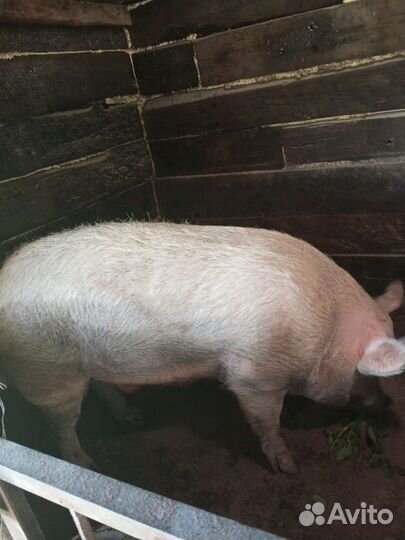 Продам хряка