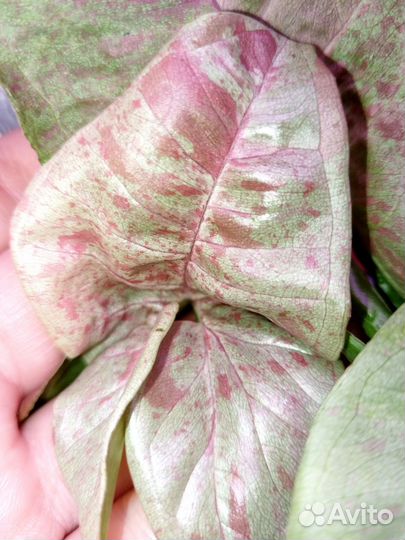 Сингониум орм нак мутейшен, милк конфети