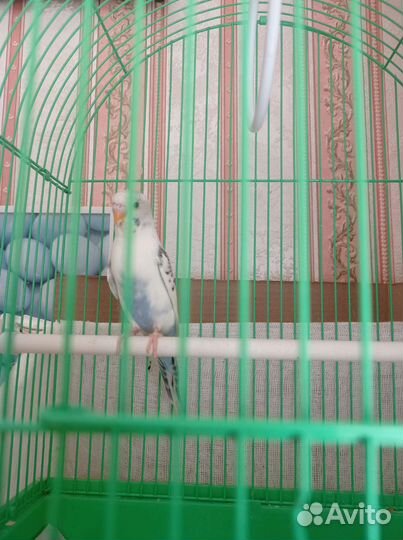 Волнистый попугай с клеткой