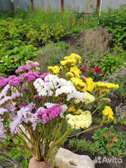 Букет сухоцветы статица