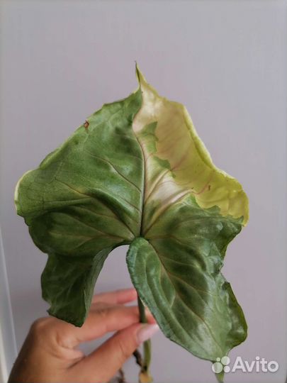 Сингониум орм тонг вариегатный