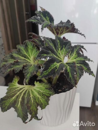 Бегония Чёрный принц или паломар принц