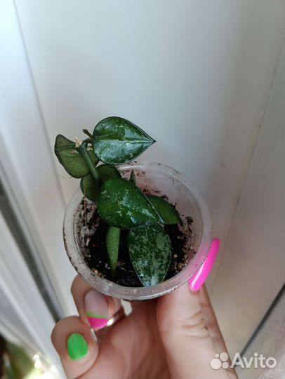 Хойя Лакуноза