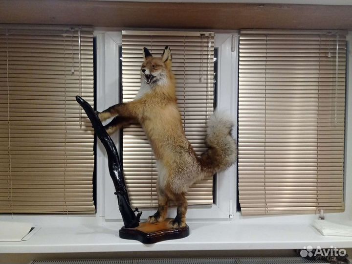 Чучело лисы