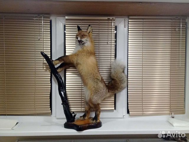 Чучело лисы