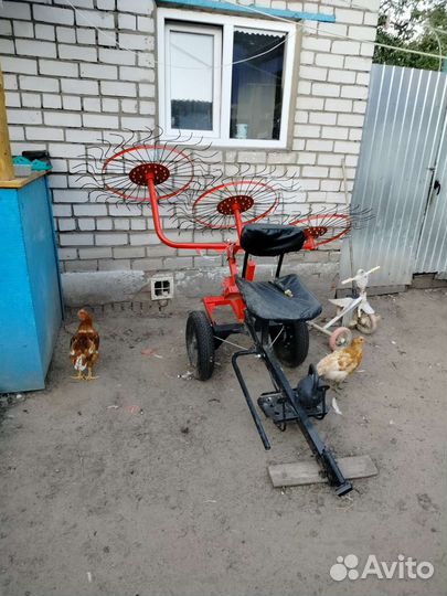 Курицы петухи домашние