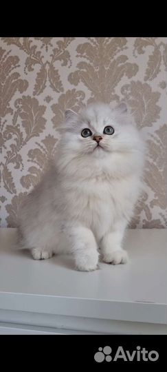 Необыкновенные детки