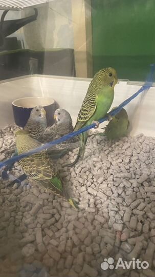 Волнистый попугай малыши