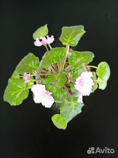 Цветущие фиалки