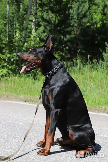 Щенки добермана
