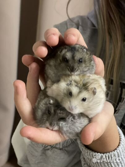 Хомяк отдам в добрые руки