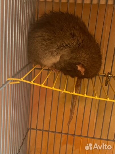 Крыса дамбо с клеткой