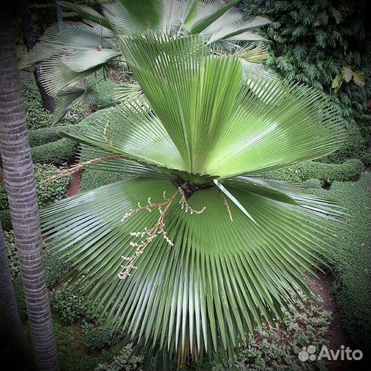 Copernicia Macroglossa