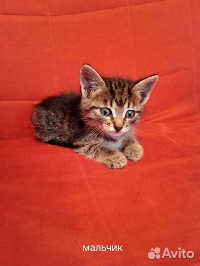 Катята, лечебные, крысаловы