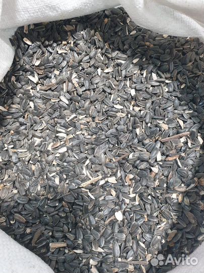 Семечка подсолнечника