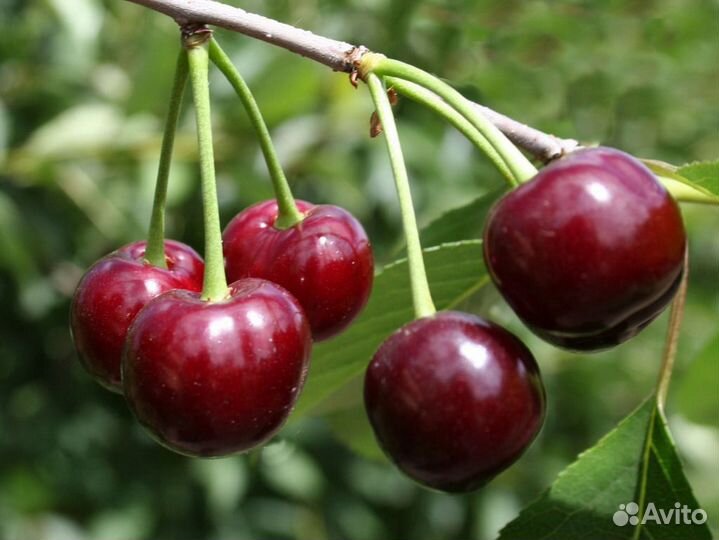 Кустарники