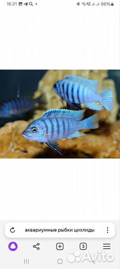 Аквариумные рыбки