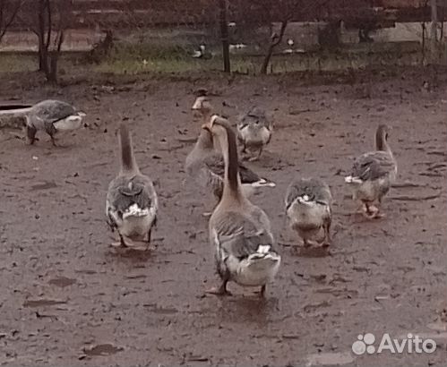 Гуси на племя