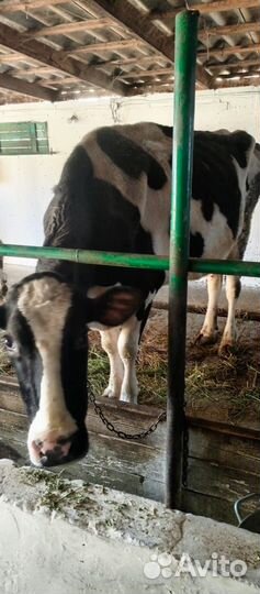 Корова дойная